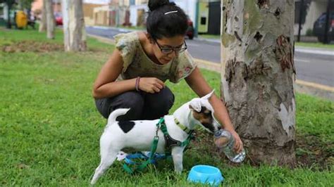 Salud Canina En Verano C Mo Detectar Y Prevenir El Golpe De Calor En