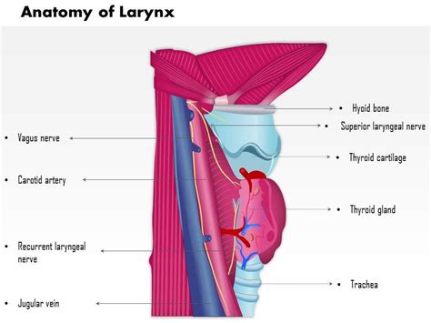 Anatomy Of Larynx