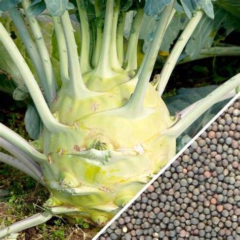 Creative Farmer Vegetable Seeds Wild Cabbage Seeds Kohlrabi Seeds