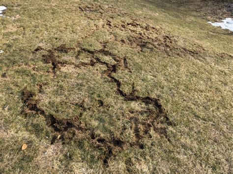how to get rid of voles moles 4
