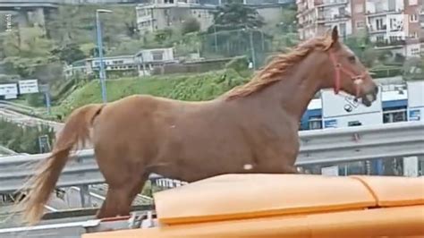 Cavallo Corre Tra Le Auto Sulla Tangenziale Di Napoli YouTube