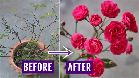 What Is The Best Homemade Fertilizer For Roses