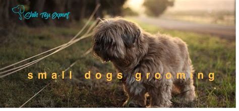 Best Top small dogs grooming Tips