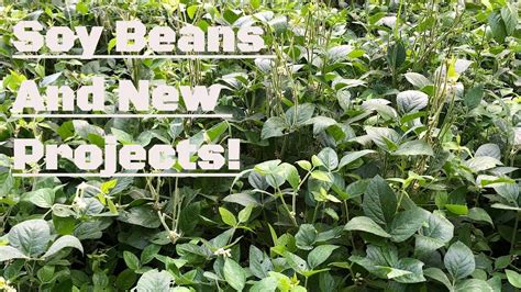 Soybean Food Plots For Deer Updates And New Projects 2020 YouTube