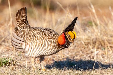 Lesser Prairie-Chickens Added to Endangered Species List Again