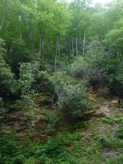 American voyages: Rhododendrons: Rosebay Rhododendron (Rhododendron