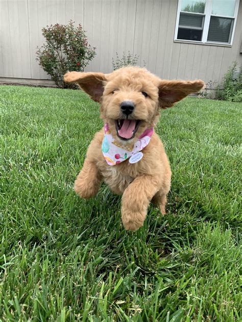 This Is My Puppy Ellie She Is An 8 Week Old Goldendoodle And She Is