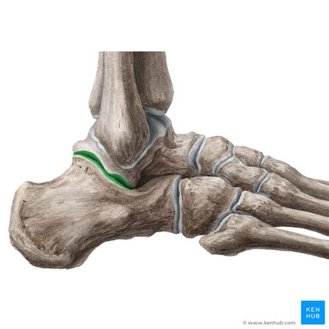 Ankle Syndesmosis Anatomy - Anatomy Reading Source