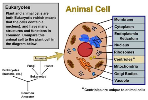 Labeled Drawing Labeled Plant Cell And Animal Cell Diagram - Goimages Fun