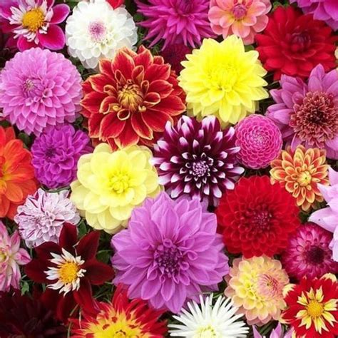 Dahlia Varieties | Dahlia | Jim Whiting Nursery