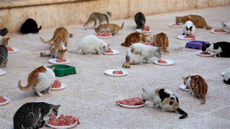 Quién Es Jaleel El Hombre Gato Que Se Dedica A Salvar Felinos En