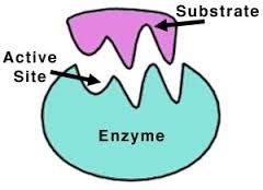 Biology Midterm Unit Biochemistry Quizlet