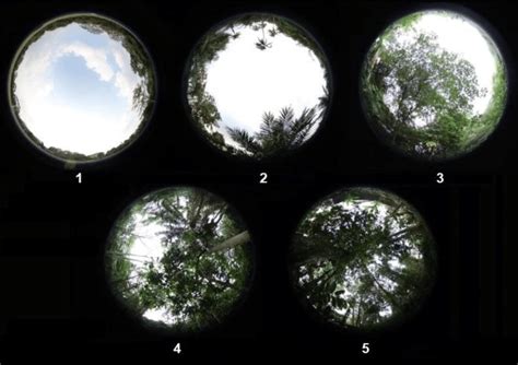 Leaf Area Index Lai Measurements In Several Representative Locations