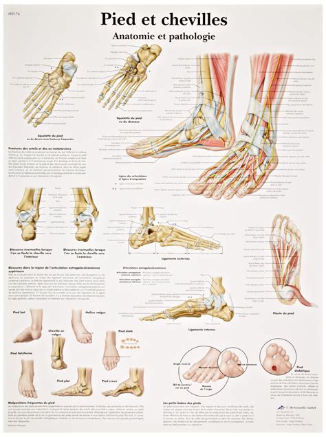 Buy 3B Scientific VR2176UU Glossy Paper Pied Et Chevilles Anatomie Et