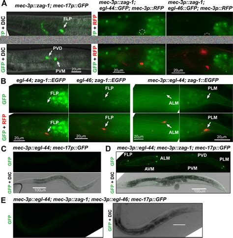 Mutual Inhibition Between Zag And Egl Regulates Trn Fate Decision