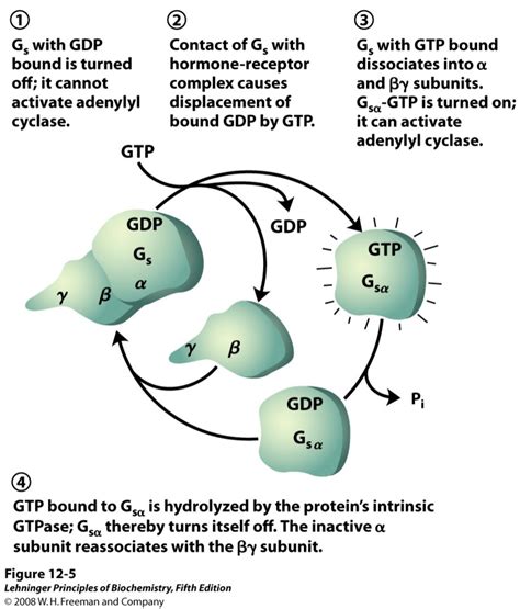 Activaci N Prote Na Gs Diagram Quizlet