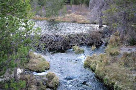 The Beaver Dam: How & Why Do Beavers Build Dams?