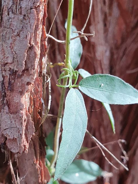 Catclaw Vine From Beecroft Nsw Australia On May At