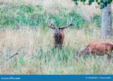 Big Old Red Deer Stag with Hugh Antlers Watching You while His Hind