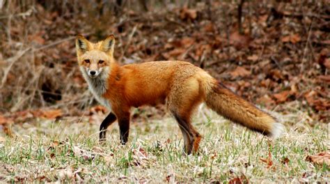 Foxes City Wildlife