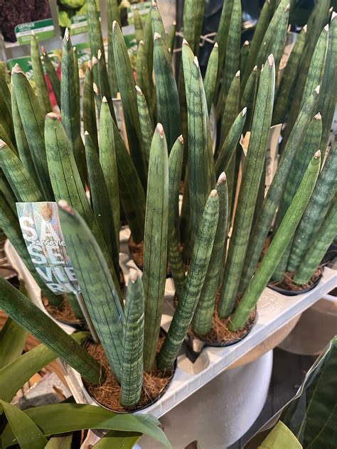 Sansevieria Cylindrica Small Kew Gardener