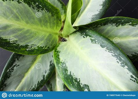 Aglaonema Con Hermosas Hojas Como Fondo Planta Tropical Foto De Archivo