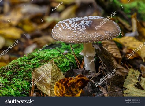 Death Angel Deadly Poisonous Mushroom Scientific Stock Photo 1933635818 ...