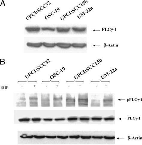 Egfr Stimulation Activates Plc ␥ In Hnscc Cells A Plc ␥ 1 Levels In