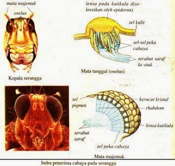 Sistem Indera (indra) pada Hewan - Definisi Pengertian Secara Umum Adalah