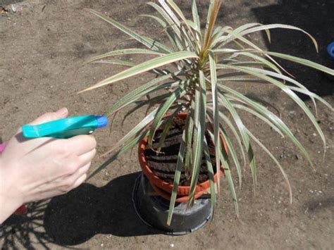 Les Feuilles De Dracaena Jaunissent Que Faire Si Les Feuilles Tombent