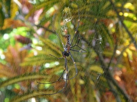 Giant Golden Orbweaver From Talasea Pg Wn Pg On May At