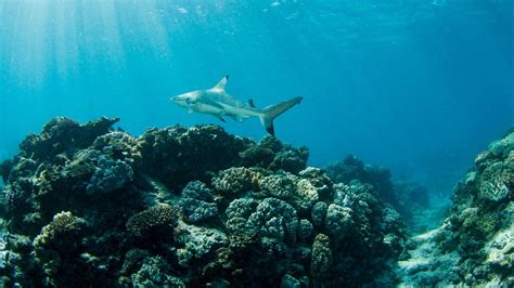 Coral Reef Shark Wallpapers Top Free Coral Reef Shark Backgrounds