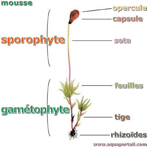 Sporophyte D Finition Et Explications