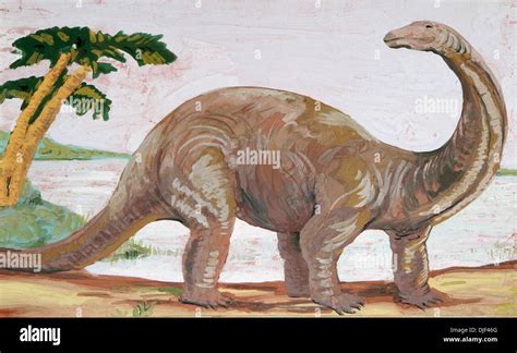 Ilustración De Un Dinosaurio Brontosaurus O Diplodocus Fotografía De Stock Alamy