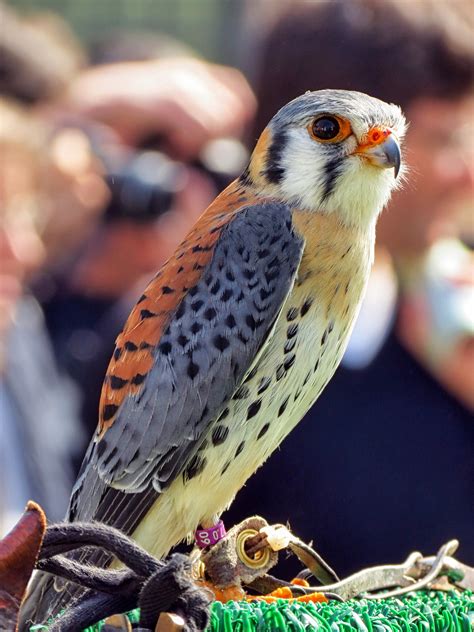 How To Breed Merlins For Falconry Falconry Advice