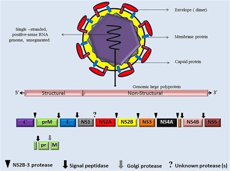 Zika Virus What We Need To Know Javed 2018 Journal Of Basic