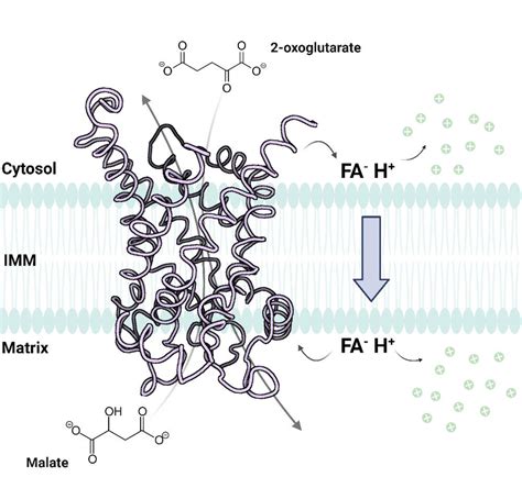 Ogc Catalyzes Substrate Transport And Participates In Fa Mediated