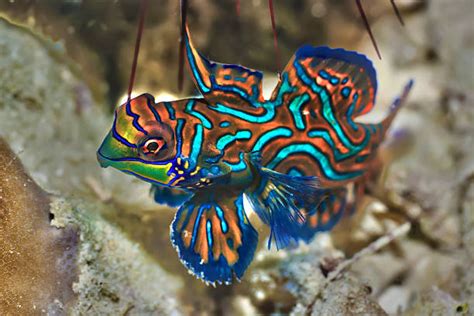 Pulau Sipadan Foto Foto Foto Stok Potret And Gambar Bebas Royalti Istock