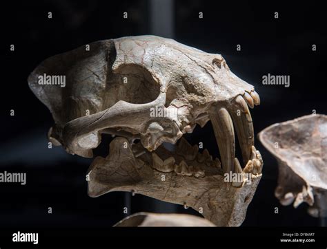 Recoger Dientes Fotografías E Imágenes De Alta Resolución Alamy