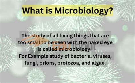 Microbiology History Branches Scope And Importance