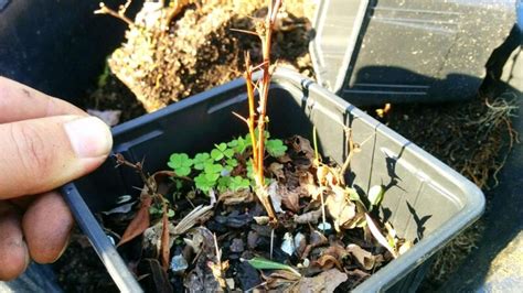 How To Propagate Berberis By Cuttings Japanese Barberry Page 2 Of 2