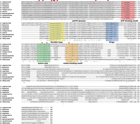 Alignment Of The Inferred Amino Acid Sequences Of Schistosoma Japonicum