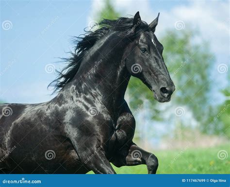 Black Andalusian Horse Portrait Closeup in Motion Stock Image - Image ...