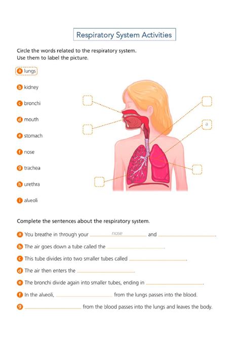 Circulatory System Respiratory System Collins English Dictionary