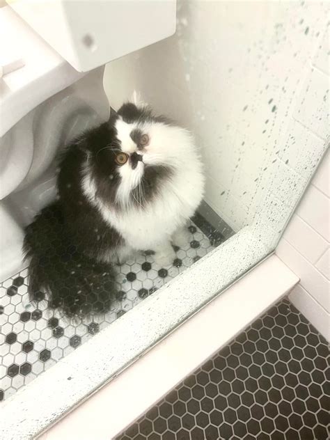 Walter. 18month Persian. Does anyone else’s cat do this? Guardian of