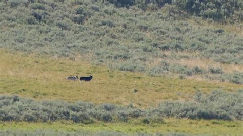 Wolves At Yellowstone 80916 Hayden Valley Youtube