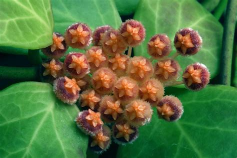 Hoya Obscura Hortus Botanicus Leiden Netherlands