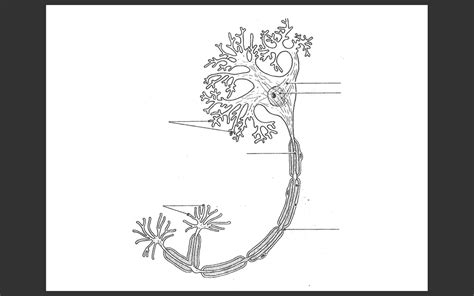 nervous sytem diagrams- neuron Diagram | Quizlet