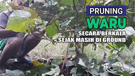 Perawatan Bonsai Waru Dan Manfaat Pruning Daun Bonsai Sejak Di Ground