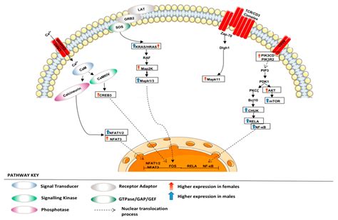 Current Oncology Free Full Text X Or Y Cancer An Extensive